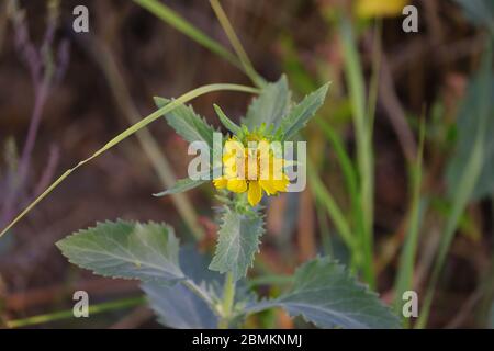 Wilde Honig Sonnenblume am Morgen Stockfoto