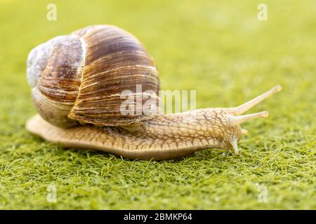 Schnecke bewegen sich langsam auf Kunstrasen. Stockfoto