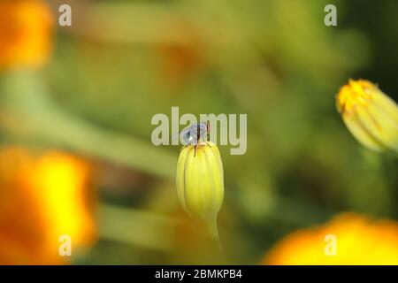 Eine Hausfliegenbiene, die auf Ringelblume im Garten sitzt Stockfoto