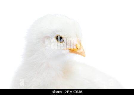 Kleines weißes Huhn auf weißem Hintergrund isoliert. Stockfoto