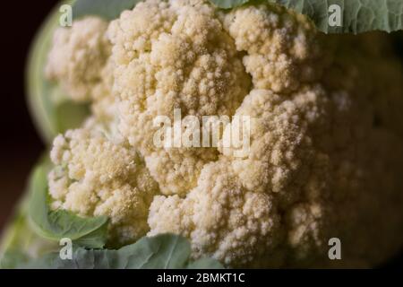 Nahaufnahme von frisch geerntetem Blumenkohl, biologischer Anbau Stockfoto