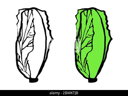 Setzen Sie Chinakohl in Doodle-Stil isoliert auf weißem Hintergrund. Vektor Hand gezeichnete Kontur und Silhouette Einfache Illustration. Eco-Produkt. Gesund g Stock Vektor