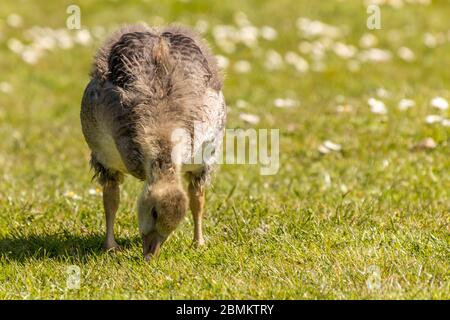 Gesling steht und frisst Gras, im Sonnenschein auf schöner grüner Wiese. Stockfoto