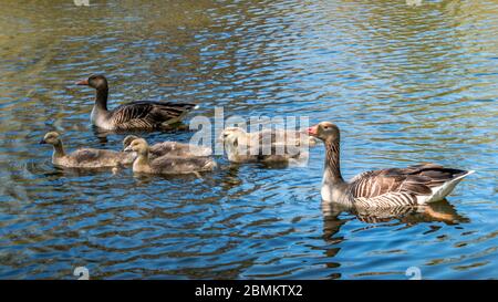 Gänsefamilie schwimmend auf einem wunderschönen blauen See. 2 Erwachsene Gänse und 5 Gänse. Gans schaut nach kamara Stockfoto