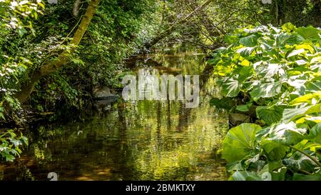Ein kleiner Fluss umgeben von grünen Pflanzen und Bäumen. Wasser fließt ruhig im Fluss und macht große Spiegelbilder von der Vegetation. Stockfoto
