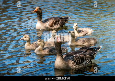 Gänsefamilie schwimmend auf einem wunderschönen blauen See. 2 Erwachsene Gänse und 5 Gänse. Gans schaut nach kamara Stockfoto
