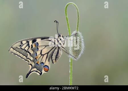Schwalbenschwanz der alten Welt auf Blume (Papilio machaon) Stockfoto