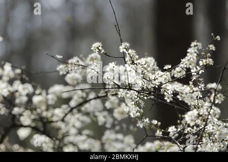 Crataegus oder kann mit winzigen weißen Blüten blühen Stockfoto