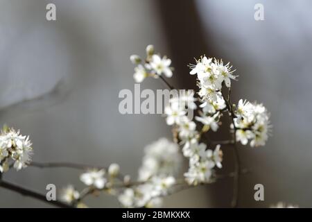 Crataegus oder kann mit winzigen weißen Blüten blühen Stockfoto