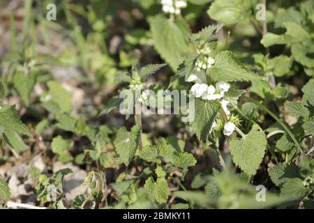 Dead Brennnessel oder lamium Album ist eine wilde Blume für pflanzliche Arzneimittel verwendet Stockfoto