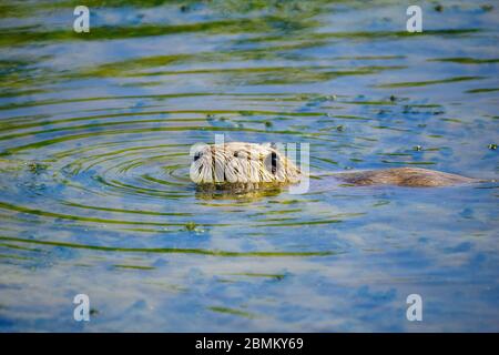 Blick auf einen Coypu (Nutria), im Hula Nature Reserve, Nord-Israel Stockfoto