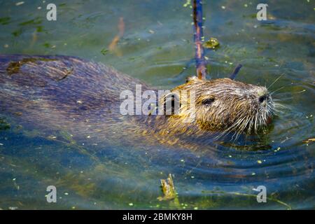 Blick auf einen Coypu (Nutria), im Hula Nature Reserve, Nord-Israel Stockfoto