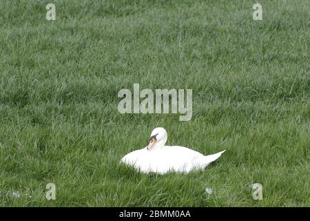 Stummer Schwan auf dem Gras Stockfoto