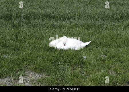 Stummer Schwan auf dem Gras Stockfoto