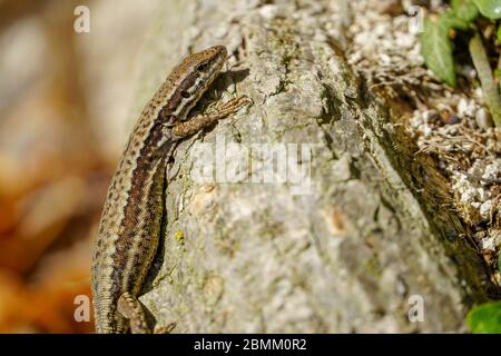 Cropped Shot einer schönen kleinen Eidechse auf einem hölzernen Hintergrund, vertikale Ansicht. Das Konzept der Tiere, Wildtiere, Reptilien. Stockfoto