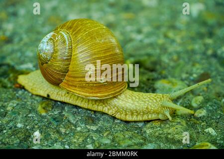 Große Schnecke in Muschel kriechend auf der Straße, Sommertag im Garten. Helix pomatia, römische Schnecke. Regenschnecke Nahaufnahme auf asphaltierten Fußweg im Frühlingspark. Stockfoto