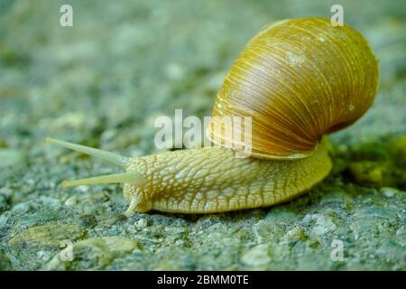 Große Schnecke in Muschel kriechen auf der Straße, Sommertag im Garten.Regen Schnecke Nahaufnahme auf Asphalt Fußweg im Frühlingspark. Stockfoto