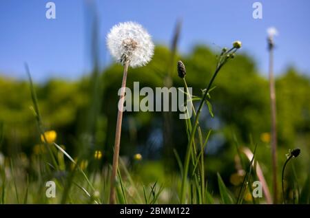 Löwenzahn in Grünland, Britisches Land, Großbritannien. Stockfoto