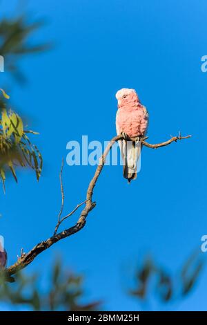 Rosa (rosenreihige) Kakadu, hoch auf einem einzigen Baum neben einem Outback Wasserloch im Westen von Queensland, ist bereit, seinen Durst zu löschen. Stockfoto