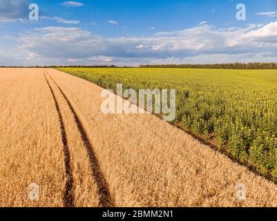 Spur der Spur von einem Traktor im Weizenfeld. Spur der Spur von einem Traktor im Weizen und Sonnenblumen Feld im Sommer. Stockfoto