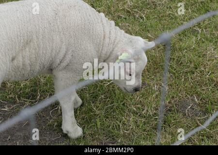 Kleines neugeborenes Lamm im Grasfeld Stockfoto