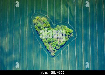Luftaufnahme des Waldherzes in den grünen Feldern. Natürliche Liebe Valentine Symbol. Stockfoto