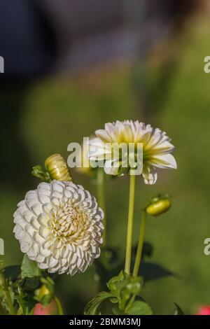 Auf der Zuteilungen Victoria Road genommen Stockfoto