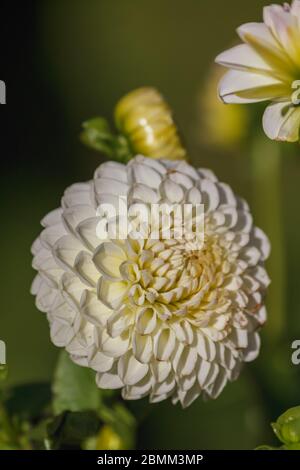 Auf der Zuteilungen Victoria Road genommen Stockfoto