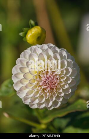 Auf der Zuteilungen Victoria Road genommen Stockfoto