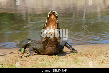 Nahaufnahme eines Yacare Kaimane (Caiman yacare) mit offenen Mund an einem Flussufer, Süd Pantanal, Brasilien. Stockfoto