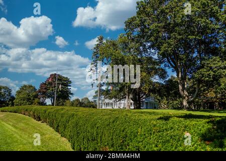 Grüne Hecke in Charlottetown Stockfoto