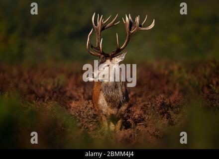 Nahaufnahme eines frechen Rothirschhirsches, Herbst in Großbritannien. Stockfoto