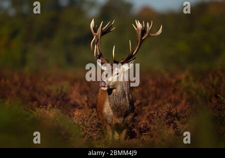 Nahaufnahme eines frechen Rothirschhirsches, Herbst in Großbritannien. Stockfoto