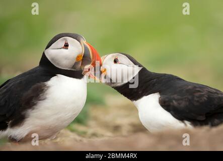 Balzritual von atlantischen Puffins neben einer Bursche, Schottland, Großbritannien. Stockfoto