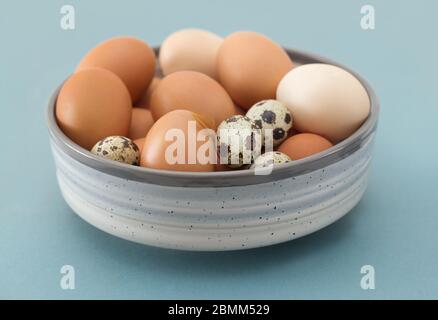 Auswahl an Hühnchen und Wachteleiern in einer Schüssel vor blauem Hintergrund. Stockfoto