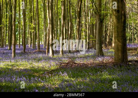 Ein wunderschöner Teppich aus lebendigen Blaubellen mit Licht, das Schatten und Licht in einem englischen Wald wirft. Stockfoto