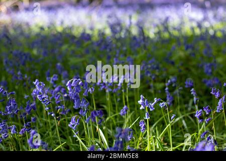 Nahaufnahme von Blaubellen in einem Wald in West Sussex. Stockfoto