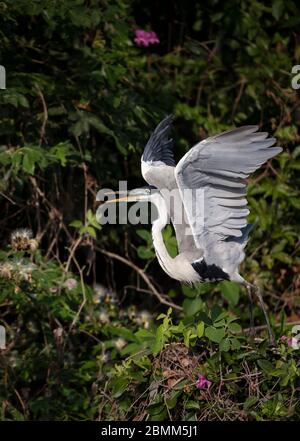 Nahaufnahme eines Cocoi-Reiher mit offenen Flügeln, Pantanal, Brasilien. Stockfoto