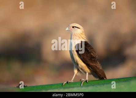 Nahaufnahme einer Karakara mit gelbem Kopf (Milvago chimachima) auf einem grünen Boot, Süd-Pantanal, Brasilien. Stockfoto