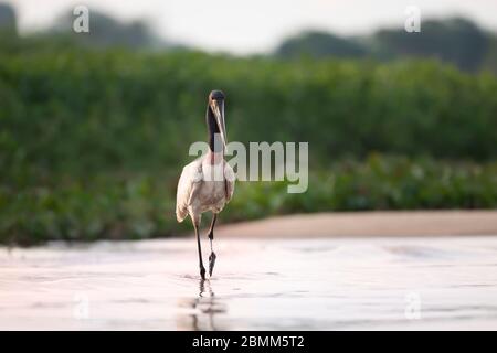 Nahaufnahme von Jabiru, der im Fluss Pantanal in Brasilien steht. Stockfoto