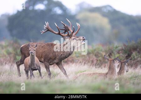 Nahaufnahme eines Rothirschhirsches, der während der Brunftzeit im Herbst in Großbritannien nahe an Hinden ruft. Stockfoto