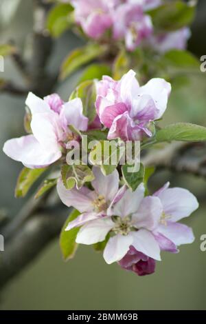 Frühlings-Apfelknospen im Obstgarten. Stockfoto