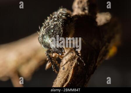 Oxythyrea funesta ist eine phytophagische Käferart, die zur Familie Cetoniidae, Unterfamilie Cetoniinae, gehört. Gewöhnlicher Name "weiß gefleckte Rosenkäfer". Stockfoto