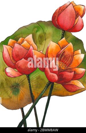 Aquarell Malerei Illustration von Blüte roten Lotus. Künstlerische florale abstrakten Hintergrund Stockfoto