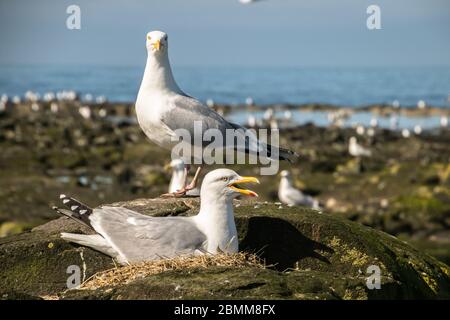 Eine Heringsmöwe (Larus argentatus), die auf einem Nest sitzt und eine andere Möwe dahinter steht, Lady Isle, Schottland, Großbritannien Stockfoto