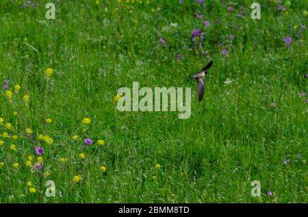 Schwalbe ( Hirundo rustica ) im Flug über eine Wiese in Evros Griechenland Stockfoto