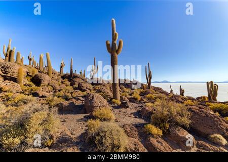 Incahuasi Insel (Kaktusinsel) auf Salar de Uyuni, der weltweit größten Salzfläche, in Bolivien Stockfoto