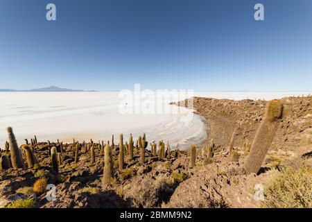 Incahuasi Insel (Kaktusinsel) auf Salar de Uyuni, der weltweit größten Salzfläche, in Bolivien Stockfoto