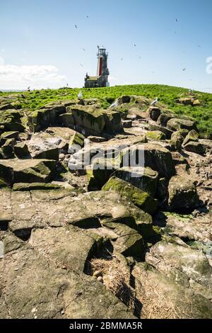 Gestreifter Leuchtturm in einer Seevögelkolonie mit einem Möwennest im Vordergrund, Lady Isle, Schottland, UK Stockfoto