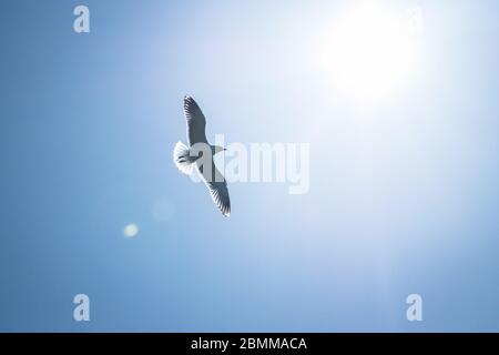 Heringsmöwe (Larus argentatus), die am blauen Himmel gegen die Sonne fliegt, Lady Isle, Schottland, Großbritannien Stockfoto